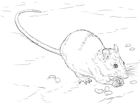 Brown Rat Coloring Page